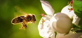 Use them in commercial designs under lifetime, perpetual & worldwide rights. World Bee Day 10 Facts About This Pollinator