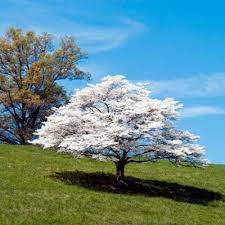My farm & the surrounding woodlands fairly explode with the white blossoms in as far as cultivated types, i picked up a pink flowering dogwood this past spring during home depot's mother's day sale (for only $20. 16 Dogwood Tree Facts For Kids And Arborists