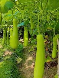 Image result for Lagenaria