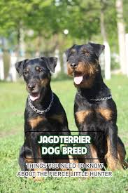 Image result for jagdteriér