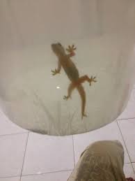 Jual Cicak Ekor Cabang Dua Dalam Kondisi Hidup Di Lapak Anta Bukalapak