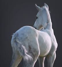 Pin On 3d Animals Models
