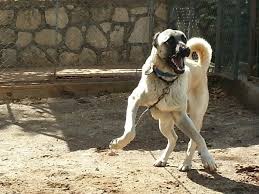 Kangal Sevdalilari Coban Kopegi Davar Kopegi Kangal