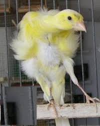 مدونة الطيور الجميلة exclusive canary know all kinds of pictures حصريا تعرف كل أنواع الكناري بالصور canary birds pet birds canary