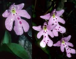 Image result for Summerhayesia