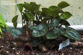 The callaway ginger (asarum shuttleworthii callaway) is an evergreen perennial with deep green, round foliage spotted with silvery white hues. Plantfiles Pictures Shuttleworth Ginger Mottled Ginger Callaway Asarum Shuttleworthii 1 By Esw