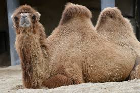 Dromedary camels, which have one hump, and bactrian camels, which have two humps. Brookfield Zoo On Twitter Dyk Camels Don T Store Water In Their Humps They Maintain Moisture In Their Bodies By Minimizing Loss Through Evaporation Waste They Can Survive Losing As Much As