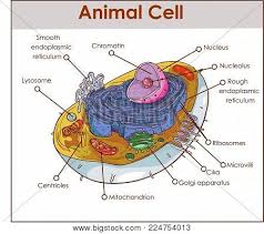 Check spelling or type a new query. Animal Cell Anatomy Vector Photo Free Trial Bigstock