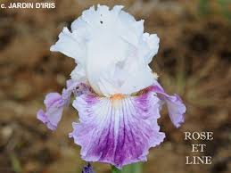 Creatorul acestui parfum este sandrine giordanengo. Tbroseetline Tbpthrut Iris Wiki