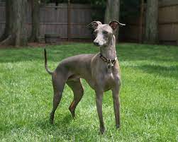 Dogs Wallpaper Italian Greyhound Italian Greyhound Dog Italian Greyhound Puppies Greyhound Breed