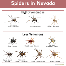Despite the name, camel spiders do not eat camels. Spiders In Nevada List With Pictures