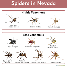 False black widow spider. children's hospital of. Spiders In Nevada List With Pictures