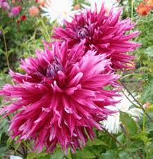 Normandy Wild Willie B Dahlia Flower Beautiful Flowers Love Flowers