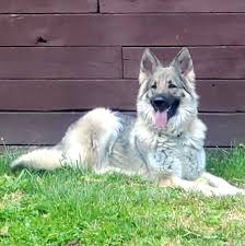 German shepherd dogs are black, black/tan, red/black, and sable, with some controversial white and cream color combos growing in popularity in. Bellevue German Shepherds Akc Silver Sable And White German Shepherds Home Facebook