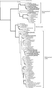 Image result for Jamesbrittenia burkeana