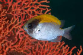 Image result for Pycreus smithianus