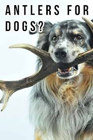When only the best natural dog treats or antler dog chews will do. Antlers For Dogs Do They Like Them And Are They Safe