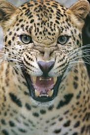 Rwrrr Big Cats Wild Cats Animals Wild