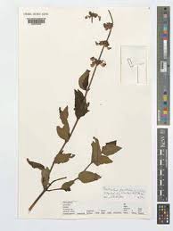 Image result for Coleus maculosus