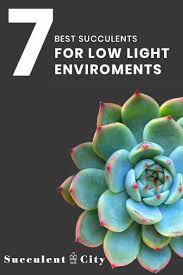 7 Best Succulents For Low Light Environments Succulents Low Light Succulents Low Light Plants