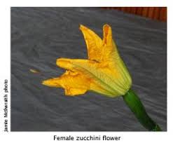 Dedicated to the cultivation of cannabis. Zucchini Growing And Cooking Tips Burke S Backyard