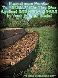 Lightly rake the seed into the soil surface, then firm the soil with a tamper, roller, or garden tractor tires. Keeping Bermuda Grass Out Of Your Planting Beds For Good