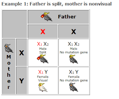 How Sex Linked Recessive Genes Work Talk Cockatiels Forums