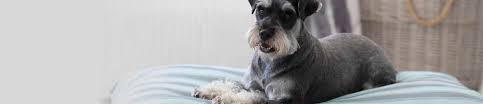 R 3 800 for sale. Dog Beds And Blankets Absolute Pets
