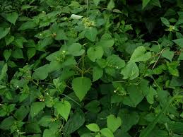 Image result for Croton hirtus