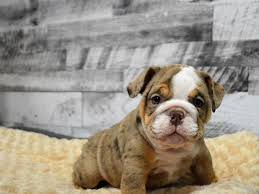 Our goal here at the deluxe bulldogs is to find the perfect home for. English Bulldog Dog Male Chocolate Tri Merle 2904956 Petland Dunwoody Puppies For Sale