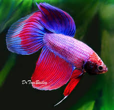 Male Cambodian Betta Fish At Aquariumfish Net This Is Where We Are Buying Our Next Betta Fish From Betta Betta Fish Pet Fish