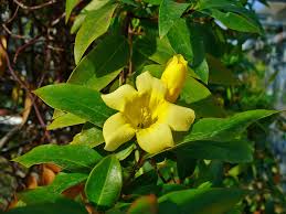Image result for Gelsemiaceae