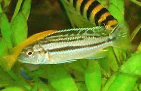 Auratus Cichlid Melanochromis Auratus Golden Mbuna Cichlid