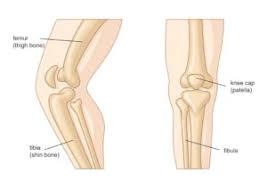 Click now to learn more about the bones, muscles, and soft tissues tibia: Anatomy Lesson The Legs Our Base For Support Motion Goodwin