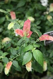 Image result for Acanthaceae