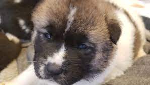 In contrast, buying akitas from breeders can be prohibitively expensive. Akita Puppies In Colorado Springs Home Facebook