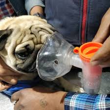 Our office is conveniently located in phoenix, az. 10 Best Pet Clinics In Delhi For All Pet Owners So Delhi