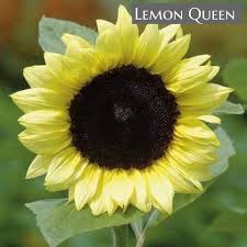 Cari bibit bunga matahari ?? Lemon Queen Bunga Matahari Rm5 1pkt Rm5 Nursery Online Bentong Facebook