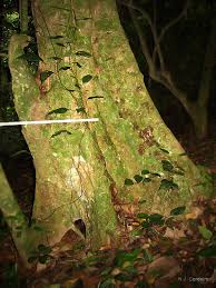 Image result for Myrianthus holstii