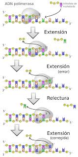 File:DNA polymerase-SP.svg - Wikimedia Commons