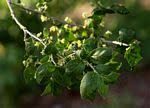 Image result for Erythrococca kirkii