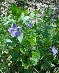 Image result for Vinca major