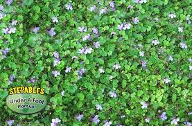 We did not find results for: Plants That Tolerate Foot Traffic Plants Lawn Alternatives Ground Cover