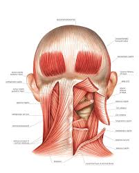 The myofascial pain pattern has pain locations that are displayed in red and associated trigger points shown as xs. Nape Muscles Photograph By Asklepios Medical Atlas