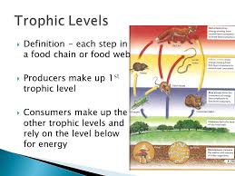 Phytoplankton and algae form the bases of aquatic food webs. Trophic Levels Definition Each Step In A Food Chain Or Food Web Ppt Video Online Download