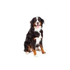 It was love at first sight for all of us!!! Bernese Mountain Dog Puppies For Sale In Grand Rapids Mi