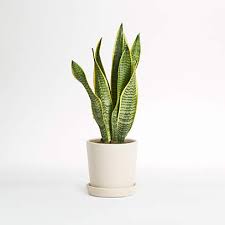 The snake plant has been a very popular houseplant since victorian times, when londoners were quick to notice that these sturdy succulents brought today, snake plants are often said to thrive on neglect. Live Snake Plant In Bryant Planter By The Sill Crate And Barrel
