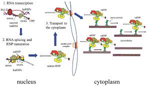 Georgian transliteration and virtual keyboard. Regulation Of Mrna Transport Localization And Translation In The Nervous System Of Mammals Review