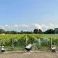 Low Country Boil Wine Dinner in the Vineyard