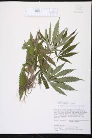 Image result for Cannabis sativa